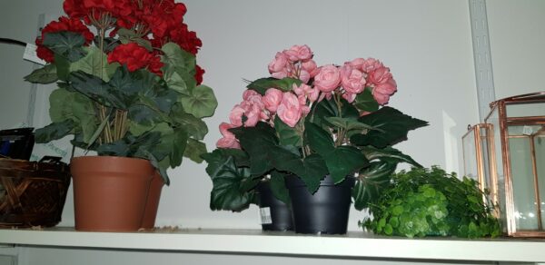 Konstväxt Begonia rosa blommor - Höjd ca 28 cm - Bild 2