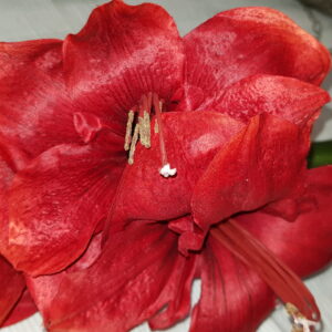 Amaryllis Konstväxt