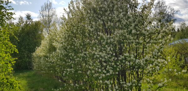 Häckväxt HÄGGMISPEL Amelanchier spicata - OROTAD 3 st