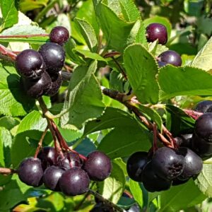 Aronia SVARTARONIA Hugin OROTAD 2 st sticklingar