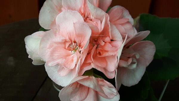 Blomkrukan SAKURA - OROTAD topp el stamstickling - Bild 3