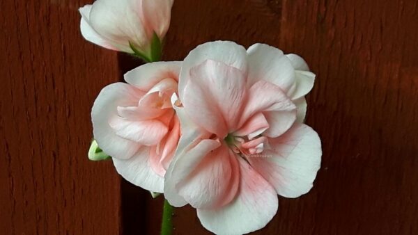 Blomkrukan SAKURA - OROTAD topp el stamstickling - Bild 2