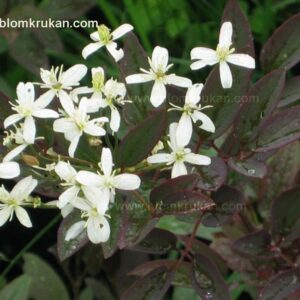 Clematis Purpurea frö –  – äldre frö 5frö