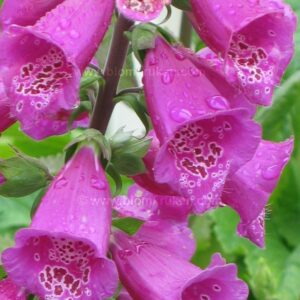 Fingerborgsblomma Digitalis Rosa blr  – frö – äldre frö nypa frön