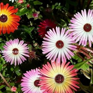 DOROTEABLOMMA frö – äldre frö 10 frö