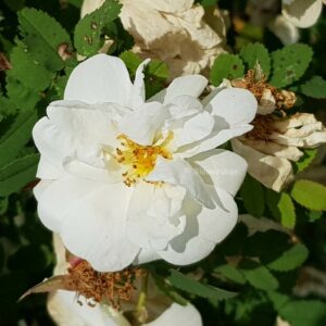 Rosa spinosissima ’Plena’ Finlands vita ros – Orotad 20 cm gren