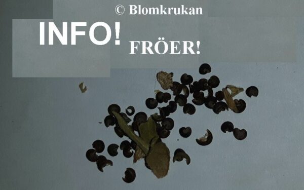 Blomsterbjörk - Rumsmalva Anisodontea capensis FRÖ - 5 st - Bild 7