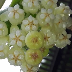 Hoya Pachyclada fr Thailand Porslinsblomma – ROTAD 2-3 grenad stickling