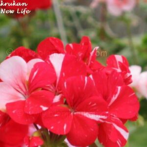 Happy New Life – tvåfärgad OROTAD