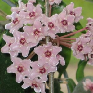 Hoya Cv Minibelle Porslinsblomma OROTAD