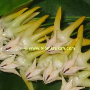 Hoya RAKETHOYA OROTAD