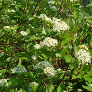 Korallkornell Cornus sibirica orotad stickling