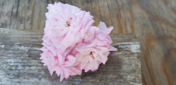 Lady Gertrude ros blommor - ROTAD äldre - Bild 6