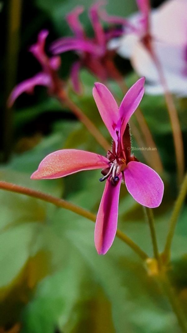 P. ionidiflorum Vildpelargon - OROTAD topp el stamstickling - Bild 5