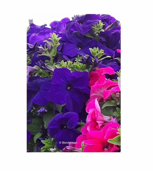 Petunia häng MIXADE färger (surfiniatyp) - äldre frö 5frö - Bild 9