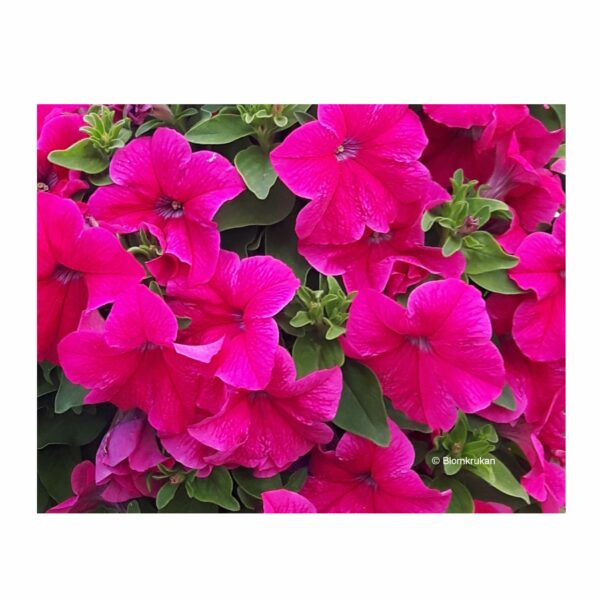 Petunia häng MIXADE färger (surfiniatyp) - äldre frö 5frö - Bild 8