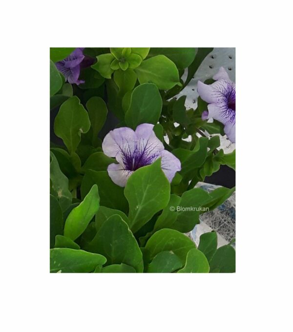 Petunia häng MIXADE färger (surfiniatyp) - äldre frö 5frö - Bild 7