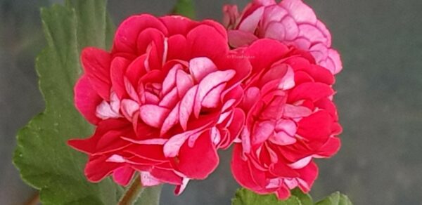 Pink Rosebud - Rosenknopp ROTAD - Bild 3