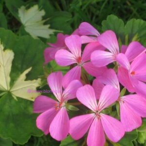 Happy Thought Pink/Rosa OROTAD