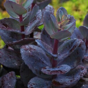 Sedum BLUE PEARL Kärleksört