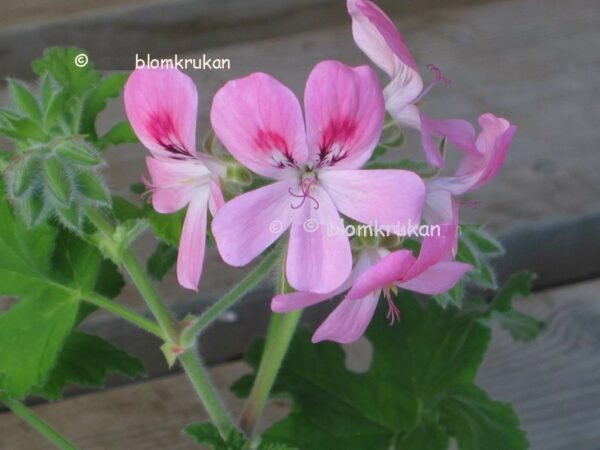 Sweet Mimosa Till Pelargonkakan - OROTAD topp el stamstickling - Bild 2