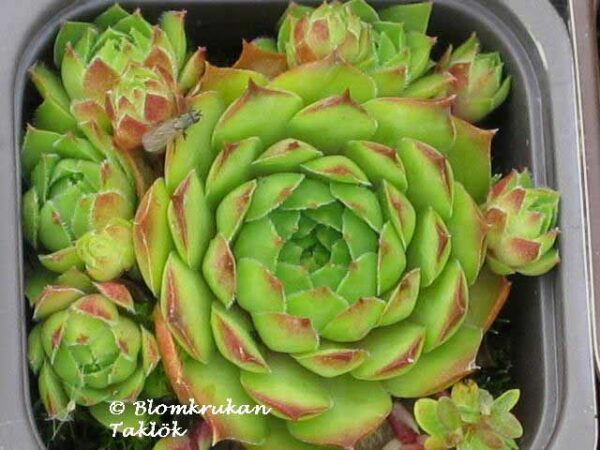 Taklök  Sempervivum frö - äldre frö nypa frön - Bild 2