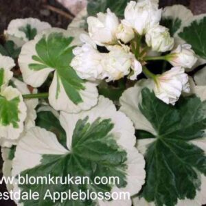 Westdale Appleblossom – rosenknopp brokbladig OROTAD stamstickling