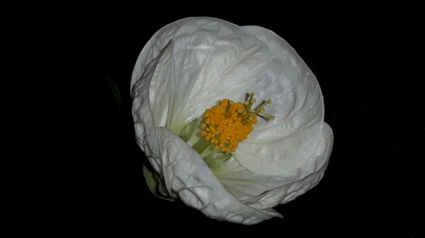 Blomsterlönn Klockmalva Abutilon Vit - OROTAD topp el stamstickling