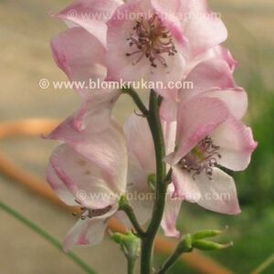 Stormhatt Pink Sensation Aconitum frö – äldre frö 3frö