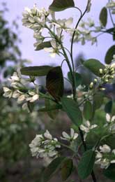 Häggmispel Amelanchier spicata fk Falun E – tät smalvuxen sort Orotad stickling