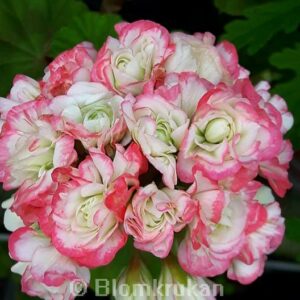 Appleblossom Rosebud Rosenknopp Gammal sort – OROTAD Stamstickling