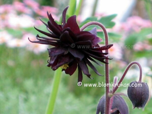 AKLEJA BLACK Barlow