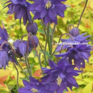 AKLEJA BLUE Barlow Blå dubbla blommor – äldre frö 5 frön