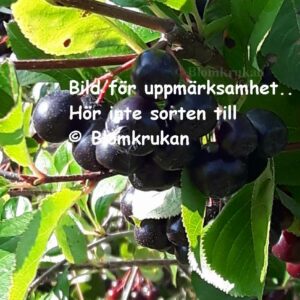 PLOMMON GULPLOMMON – Prunus domestica Allmänt Gulplommon OROTAD