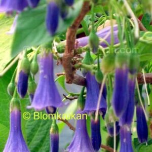 Klockviolbuske – Mini änglatrumpet Blå-lila Acnistus australis (Iochroma australe) 