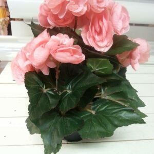 Konstväxt Begonia rosa blommor – Höjd ca 28 cm