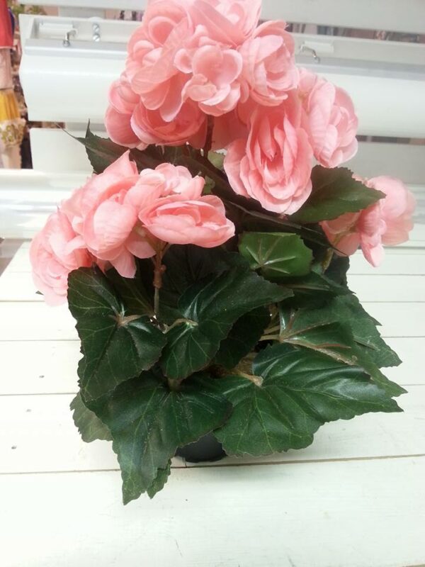 Konstväxt Begonia rosa blommor - Höjd ca 28 cm
