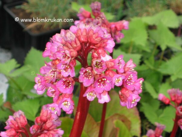 Hjärtbergenia Bergenia Tålig sort