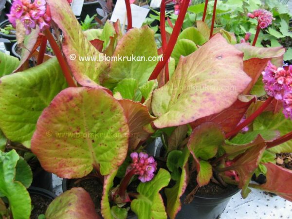 Hjärtbergenia Bergenia Tålig sort - Bild 2