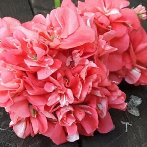 Blomkrukans ALGOT Nyhet 2020 OROTAD