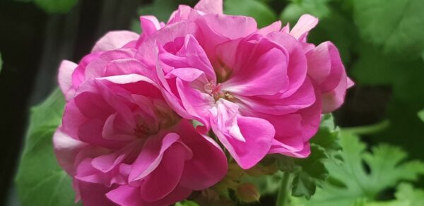 Blomkrukan CLOUD - OROTAD topp el stamstickling - Bild 2