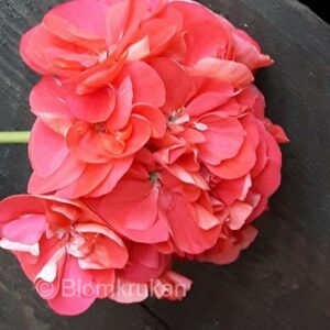 Blomkrukan Coral – OROTAD topp el stamstickling