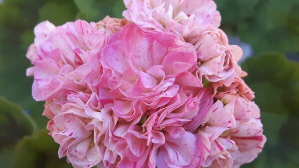 Pelargon FRÖ Blomkrukans ALGOT  1 FRÖ