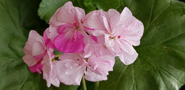 Pelargon FRÖ Blomkrukans LUNA  1 FRÖ - Bild 4