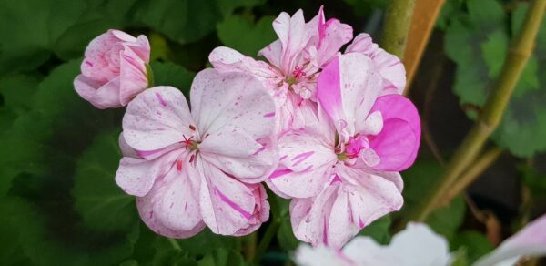 Pelargon FRÖ Blomkrukans LUNA  1 FRÖ - Bild 5
