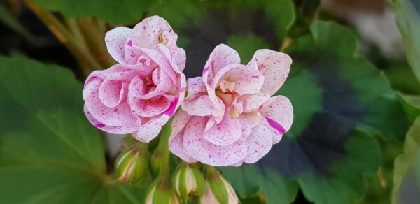 Pelargon FRÖ Blomkrukans LUNA  1 FRÖ - Bild 6