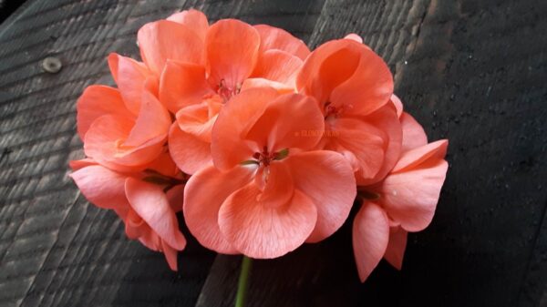 Blomkrukan Önska Beauty - OROTAD Topp eller stamstickling - Bild 2
