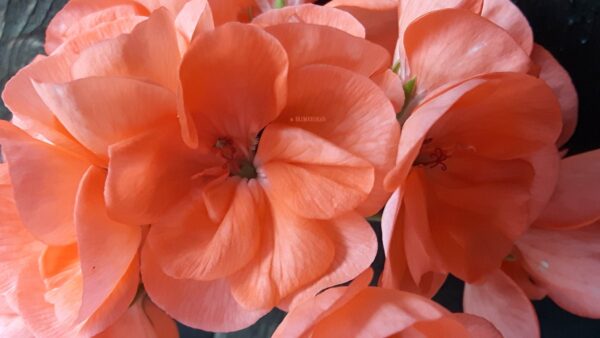 Blomkrukan Önska Beauty - OROTAD Topp eller stamstickling - Bild 5