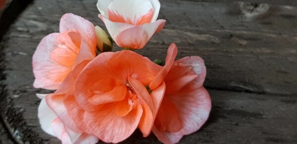 Blomkrukan Önska Beauty - OROTAD Topp eller stamstickling - Bild 3
