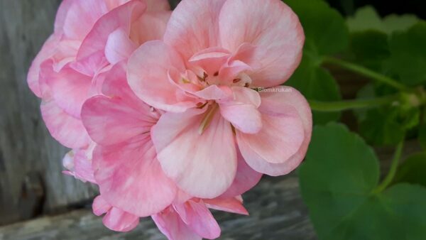 Blomkrukan Pink Shade - OROTAD topp el stamstickling